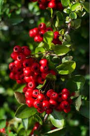 Image result for Pyracantha coccinea red column