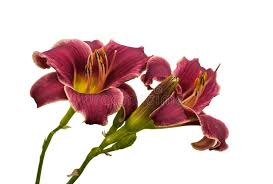 Check spelling or type a new query. Purple Hemerocallis Daylily Little Missy Stock Image Image Of Head Fresh 121911353