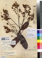 Image result for Magnistipula