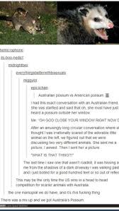 Us Vs Australia Us Wins For Once In The Terrifying Animal Department Tumblr Funny Funny Koala Funny