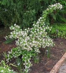 Image result for Albertisia exelliana