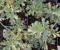 Image result for Pelargonium graveolens