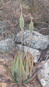 Image result for Aloe aculeata × ortholopha