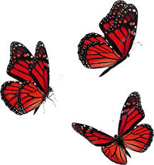 Find & download free graphic resources for butterfly. Butterfly Butterflies Aesthetic Red Bug Freetoedit Red Butterfly Red Aesthetic Grunge Red Roses Wallpaper