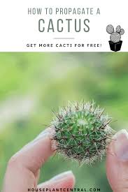 We did not find results for: How To Propagate A Cactus Houseplant Central
