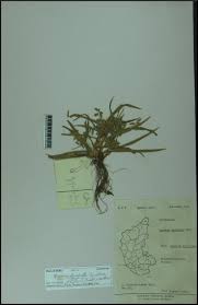 Image result for Queenslandiella