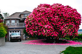 Behold A 120 Year Old Rhododendron They Rarely Grow Into Anything Larger Than A Shrub Yet Alone A Tree Beautiful Tree Rhododendron Tree