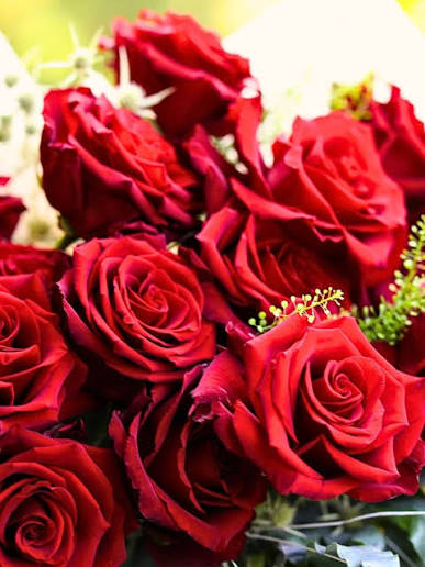 History of the Red Rose the Queen Flower for Valentine's Day