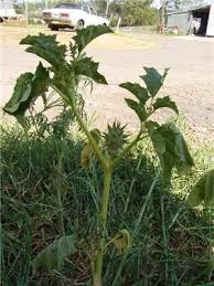 Image result for Datura ferox