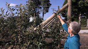 We did not find results for: Planting High Density Apple Orchards Year 1 Plantation De Nouveaux Vergers Annee 1 Youtube