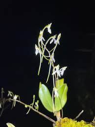 Image result for Angraecopsis gracillima