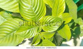 Image result for Mussaenda frondosa