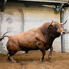 Bonito Ojinegro Animals Bull Cow Animals And Pets