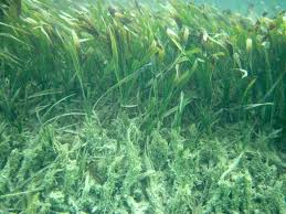 Image result for Thalassia hemprichii