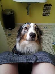 Check spelling or type a new query. 258 Reasons Why Australian Shepherds Are The Best Dogs Bored Panda
