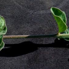 Image result for Pupalia micrantha