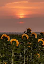 Download wallapaper bunga matahari keren, gambar bunga matahari terbaru, koleksi foto bunga matahari, wallpaper bunga matahari cantik, wallpaper sunflowers hd. Bunga Matahari Aesthetic Wallpaper Images Hd Nature Photography Sky Images
