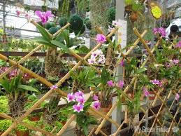 Were established in 1998 respectively and we are highly specialized in the manufacturing process of powdered and powder free latex nr and nitrile nbr examination gloves. My Green Finder Plant Vendors Fang Kiat Florist Landscaping