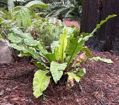 Image result for Asplenium aethiopicum