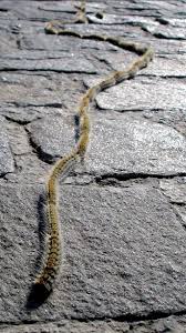 La chenille processionnaire (thaumetopoea processionea) est originaire de l'europe du sud. Qui S Y Frotte S Y Pique Reactions Urticariennes Aux Insectes De Nos Regions