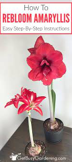 How To Rebloom Your Amaryllis Plants Amaryllis Plant Amaryllis Bulbs Amaryllis Flowers