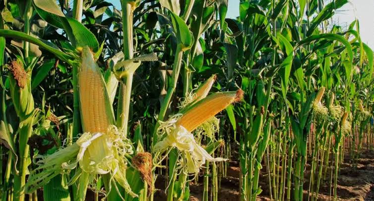El USDA recorta a 47 millones de toneladas la estimación de cosecha de maíz en Argentina - El Economista