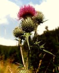 Image result for Halopyrum mucronatum