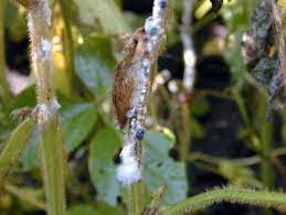 We did not find results for: White Mold Integrated Crop Management