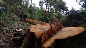 4.4 mengadakan pengawasan, pengendalian dan pengelolaan hutan. Penebangan Hutan Merajalela Ini Yang Dilakukan Pemerintah