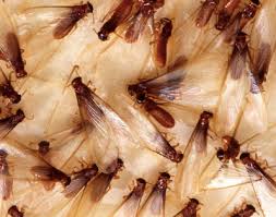 Often times people initially realize they have termites is by it's overall appearance. How To Know If You Have Termites