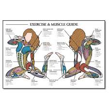 Algra Fitnus Chart Series Exercise And Muscle Guide For Female