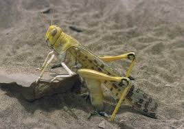 We did not find results for: Desert Locust Wikipedia