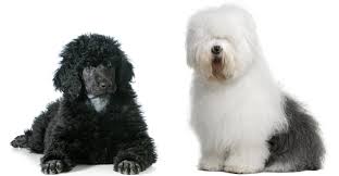 Check spelling or type a new query. Sheepadoodle The Result Of Mixing Poodles With Old English Sheepdogs