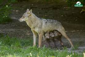 Au début du 19ème siècle, le général mouton, comte de lobeau. Bonne Nouvelle Le Parc Animalier De Sainte Croix A Rouvert Ses Portes
