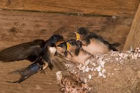 Black Birds In Attic Cary Nc Sparrows And Starlings Removal And Control Cary Nc Animals Be Gone Barn Garage Exhaust Fans Or Vents Woodpeckers Geese Ducks Bird Wire Bird