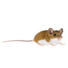Residential pest control in north las vegas, nv. Deer Mouse Identification Behavior Western Exterminator Of Las Vegas