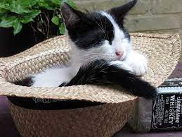 Passed Out In A Straw Hat Cats Cat Sleeping Cat Yawning