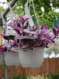 Image result for Tradescantia