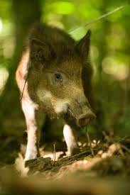 Invasive species in florida are introduced organisms that cause damage to the environment, human economy, or human health in florida. Mdc Report All Sightings Of Feral Hogs To Promote Eradication Missouri Department Of Conservation