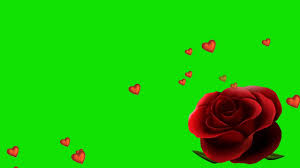 Green Screen Love Effects Flowers Animation Free Download Star Video Eff Green Screen Video Backgrounds Free Video Background Butterfly Background