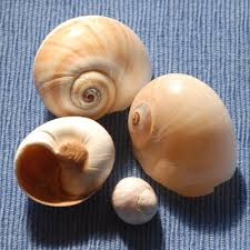 beginner shell guide coastal living