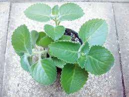 Image result for foto moud Forsterův