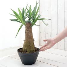 楽天市場 観葉植物 ユッカ エレファンティペス マヤツリー ６号 １鉢 北海道冬季発送不可 Charm 楽天市場店