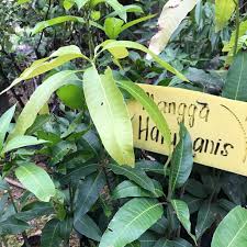 Rahasia menanam mangga harum manis cepat berbuah lebat dan besar mangga harum manis mempunyai buah yang. Anak Pokok Mangga Harum Manis Hybrid Hybrid Harum Manis Mango Plant çŽ»ç'ƒå¸‚èŠ'æžœå¹¼è‹— Shopee Malaysia