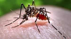 Penyakit mozaik yang menyerang daun tanaman tembakau disebabkan oleh virus. Kesehatan Lingkungan Makalah Pengendalian Vektor Tikus