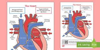 Human heart diagram of simple step. Ks2 Heart Diagram Qr Labelling Activity Science Twinkl