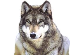 Wolf, gray wolf logo decal sticker, wolf, white, animals png. Wolf Png Transparent Images Png All