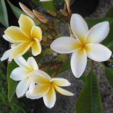 My planted plumeria cutting doesn't seem to be. How To Care For Plumerias During The Fall Winter Season Roger S Gardens