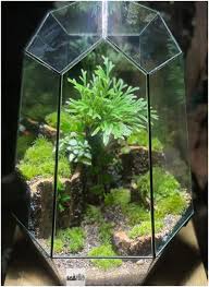 Penyiraman tanaman kaktus lebih sedikit dibandingkan jenis tanaman lain maka. Arti Terrarium Dan Pengertiannya Dedy Akas Website