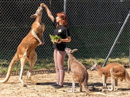 Soyez le premier à commenter ce produit. Le Parc Australien